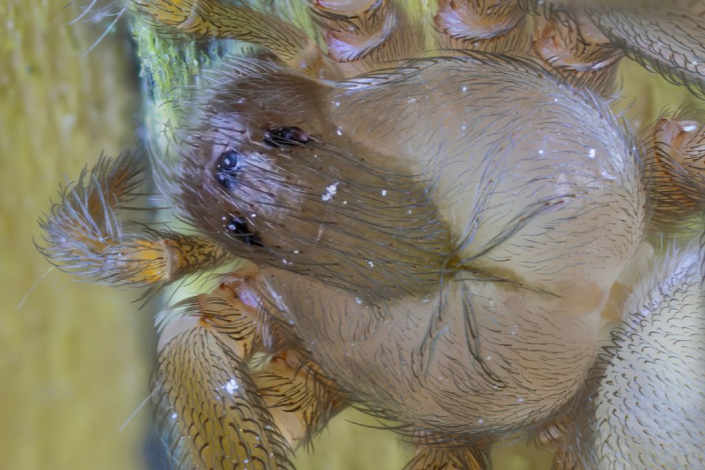 Sicariidae - Loxosceles rufescens